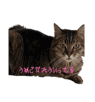 なおきんぐの日常（個別スタンプ：13）