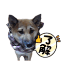 柴犬の高石こなつの挨拶（個別スタンプ：21）