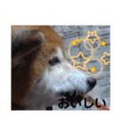 柴犬の高石こなつの挨拶（個別スタンプ：22）