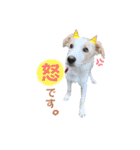 ボーダーコリー『リリマリ』（個別スタンプ：2）