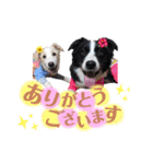 ボーダーコリー『リリマリ』（個別スタンプ：4）