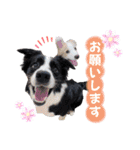 ボーダーコリー『リリマリ』（個別スタンプ：5）