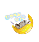 ボーダーコリー『リリマリ』（個別スタンプ：7）