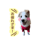 ボーダーコリー『リリマリ』（個別スタンプ：9）