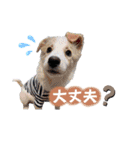 ボーダーコリー『リリマリ』（個別スタンプ：10）