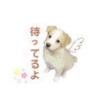 ボーダーコリー『リリマリ』（個別スタンプ：11）