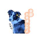 ボーダーコリー『リリマリ』（個別スタンプ：12）
