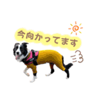 ボーダーコリー『リリマリ』（個別スタンプ：13）