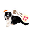 ボーダーコリー『リリマリ』（個別スタンプ：14）