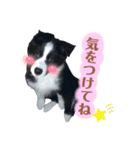 ボーダーコリー『リリマリ』（個別スタンプ：15）