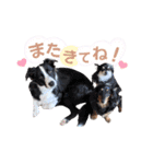 ボーダーコリー『リリマリ』（個別スタンプ：19）