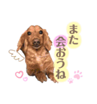 ボーダーコリー『リリマリ』（個別スタンプ：21）