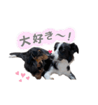 ボーダーコリー『リリマリ』（個別スタンプ：24）