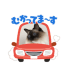 もここ＆はなな（個別スタンプ：6）