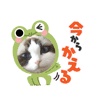 もここ＆はなな（個別スタンプ：11）