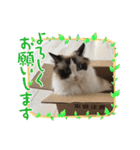 もここ＆はなな（個別スタンプ：21）