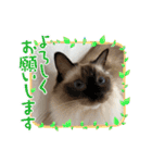 もここ＆はなな（個別スタンプ：22）