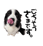 犬と猫とたまに爬虫類✨️（個別スタンプ：1）