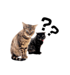 犬と猫とたまに爬虫類✨️（個別スタンプ：2）
