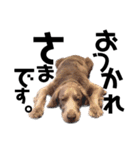 犬と猫とたまに爬虫類✨️（個別スタンプ：3）