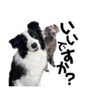 犬と猫とたまに爬虫類✨️（個別スタンプ：4）