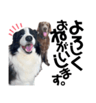 犬と猫とたまに爬虫類✨️（個別スタンプ：5）