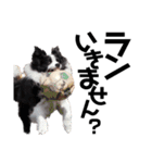 犬と猫とたまに爬虫類✨️（個別スタンプ：6）