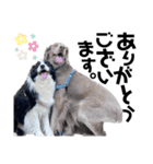 犬と猫とたまに爬虫類✨️（個別スタンプ：7）