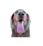 犬と猫とたまに爬虫類✨️（個別スタンプ：8）