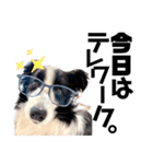 犬と猫とたまに爬虫類✨️（個別スタンプ：10）