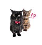 犬と猫とたまに爬虫類✨️（個別スタンプ：11）