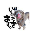 犬と猫とたまに爬虫類✨️（個別スタンプ：12）