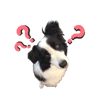犬と猫とたまに爬虫類✨️（個別スタンプ：13）