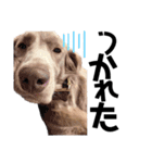 犬と猫とたまに爬虫類✨️（個別スタンプ：14）