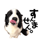 犬と猫とたまに爬虫類✨️（個別スタンプ：15）