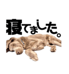 犬と猫とたまに爬虫類✨️（個別スタンプ：16）