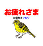 野鳥deダジャレ（個別スタンプ：3）