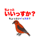 野鳥deダジャレ（個別スタンプ：11）