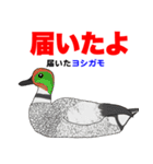 野鳥deダジャレ（個別スタンプ：13）