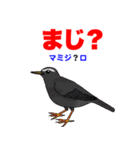 野鳥deダジャレ（個別スタンプ：21）