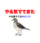 野鳥deダジャレ（個別スタンプ：31）