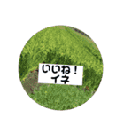 癒し風景～ダジャレ（個別スタンプ：11）