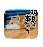 小鉄のスタンプ2022（個別スタンプ：6）