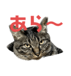 キジ猫ミミちゃん平和連合（個別スタンプ：1）