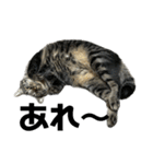キジ猫ミミちゃん平和連合（個別スタンプ：2）