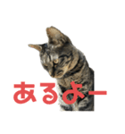 キジ猫ミミちゃん平和連合（個別スタンプ：3）