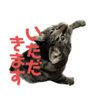 キジ猫ミミちゃん平和連合（個別スタンプ：4）