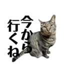 キジ猫ミミちゃん平和連合（個別スタンプ：5）