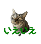 キジ猫ミミちゃん平和連合（個別スタンプ：6）