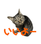 キジ猫ミミちゃん平和連合（個別スタンプ：7）